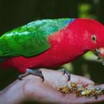 Red and green bird sitting in hand