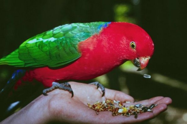 Red and green bird sitting in hand
