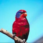 Red bird with blue markings on head