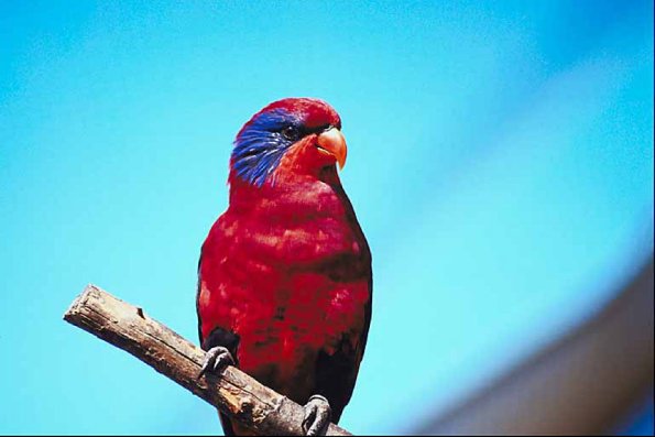Red bird with blue markings on head