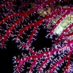 Red corals with polyps