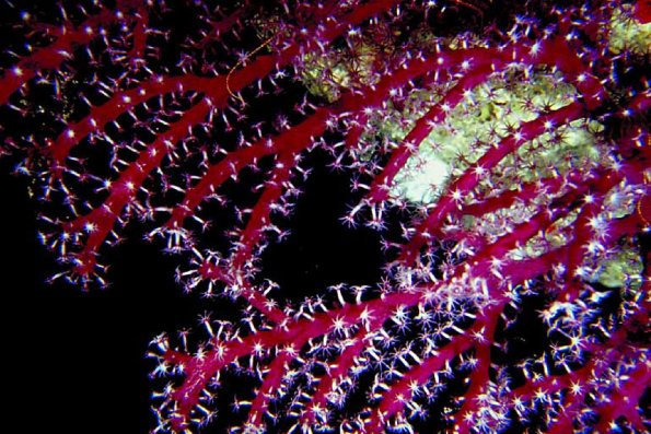 Red corals with polyps