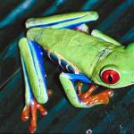 Red eyed tree frog in the rainforest Agalychnis callidryas uid 1008372