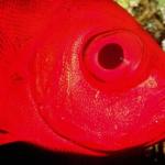 Red fish c10725