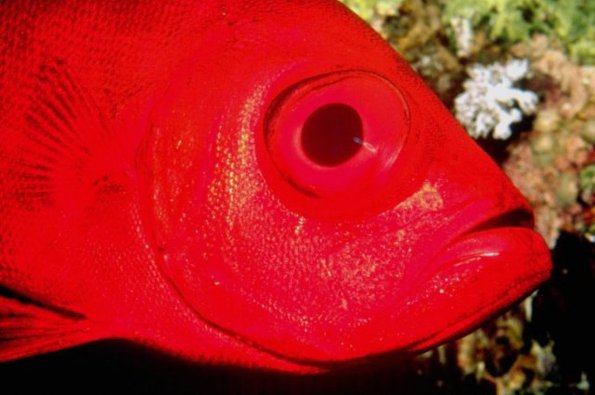 Red fish c10725