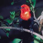 Red headed bird on branch