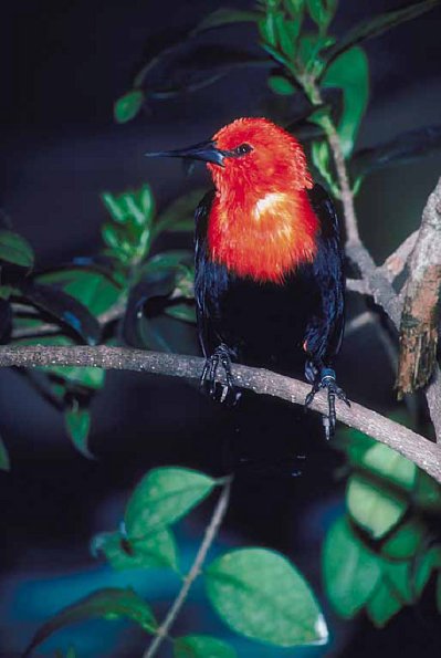 Red headed bird on branch