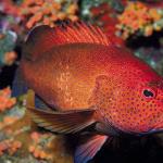Red orange and black fish