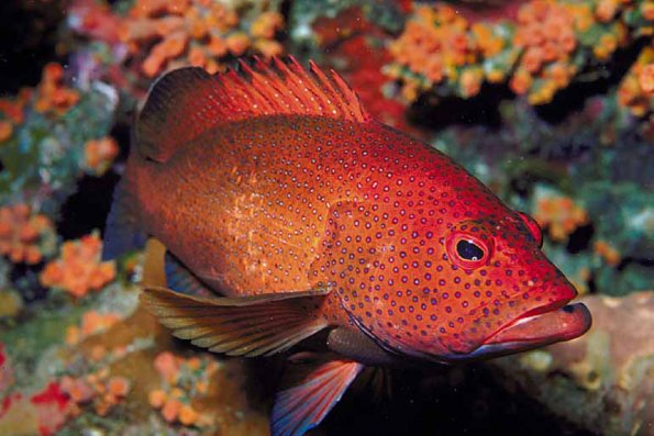 Red orange and black fish