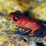 Red tree frog