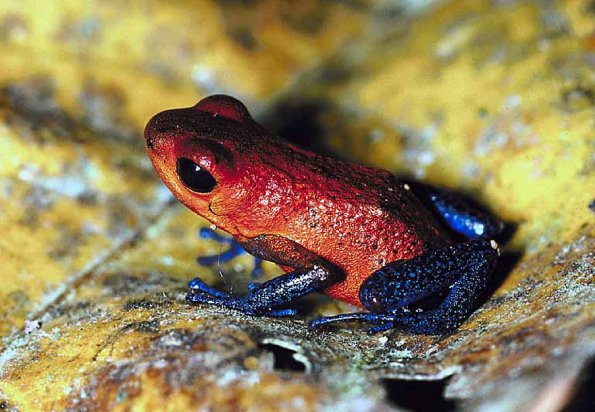Red tree frog