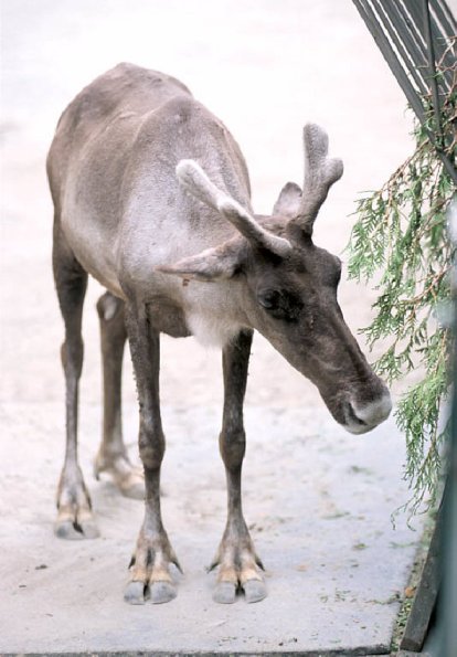 Reindeer eating cedar bough at the zoo uid 1175226