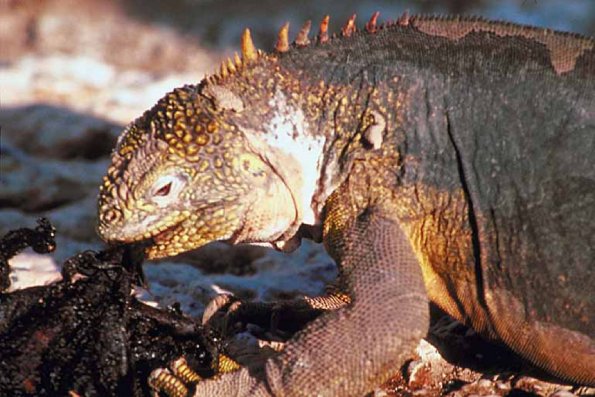 Reptile eating on rock