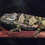 Reptile on branch