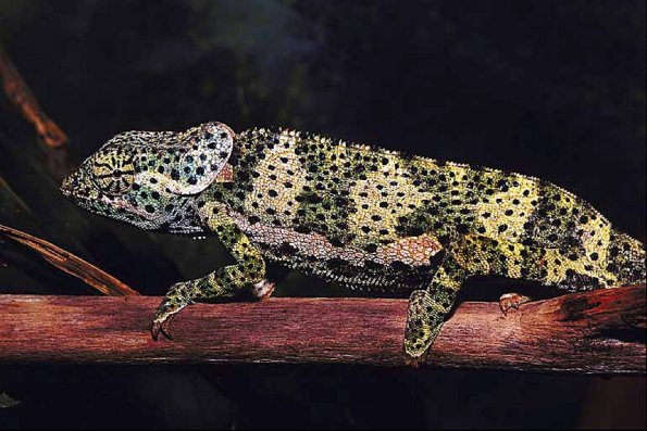 Reptile on branch