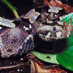 Reptile on leaves