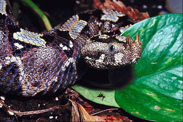 Reptile on leaves