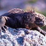 Reptile on rocks