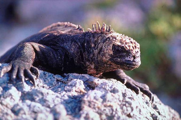 Reptile on rocks