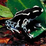 Reptiles & Amphibians III 001101