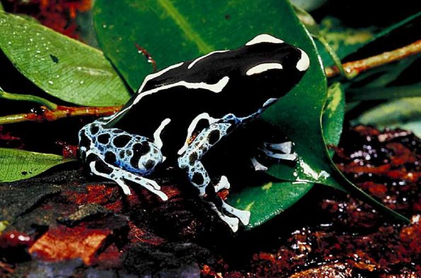 Reptiles & Amphibians III 001101