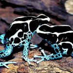 Reptiles & Amphibians III 001501