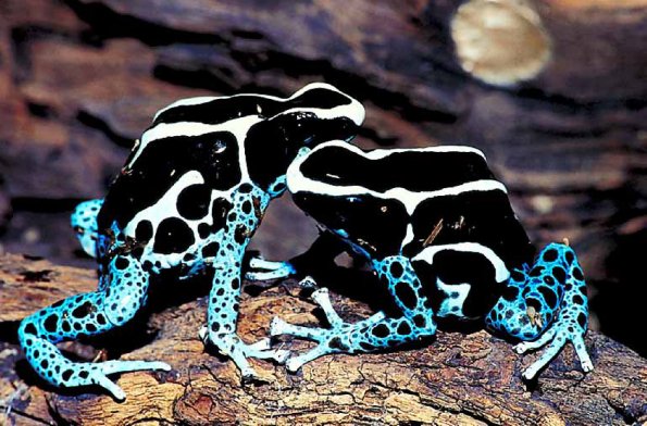 Reptiles & Amphibians III 001501