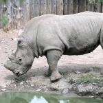 Rhinoceros at the zoo uid 1175217