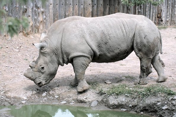Rhinoceros at the zoo uid 1175217