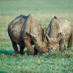 Rhinoceros grazing uid 1012824
