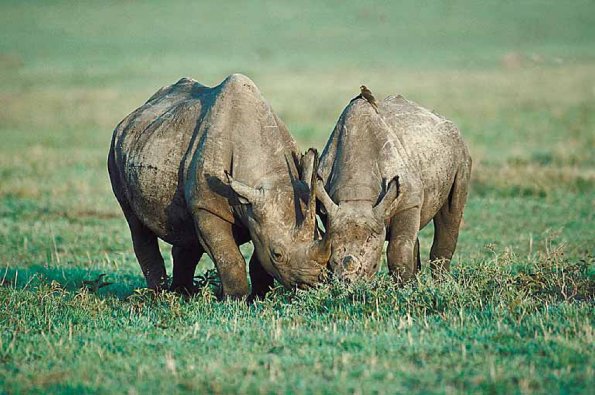 Rhinoceros grazing uid 1012824