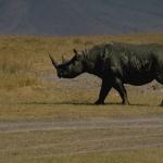 Rhinoceros