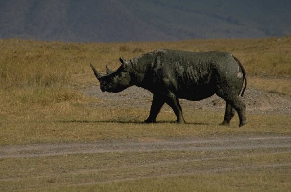 Rhinoceros