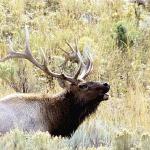 Roosevelt uid 1599198