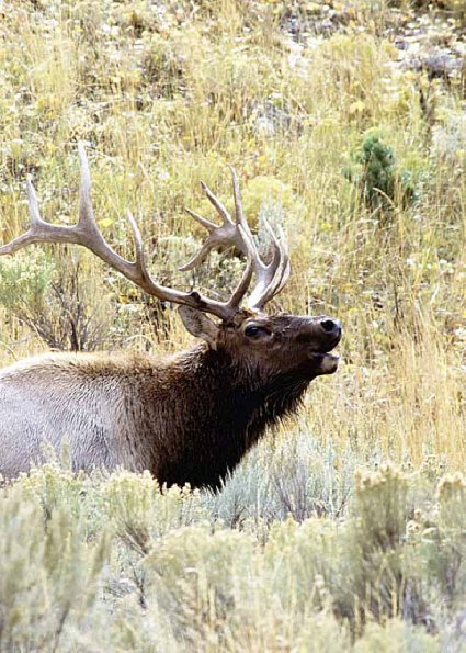 Roosevelt uid 1599198