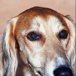 Saluki uid 1006331