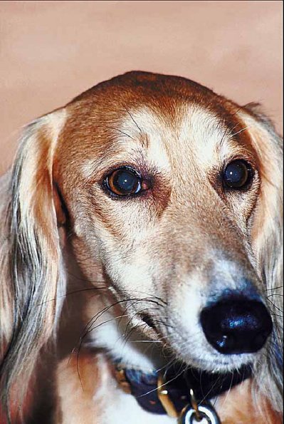 Saluki uid 1006331