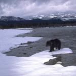 Scenic-bear