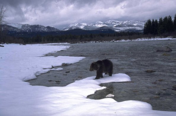 Scenic-bear