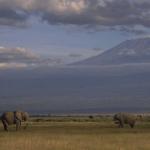 Scenic-elephants