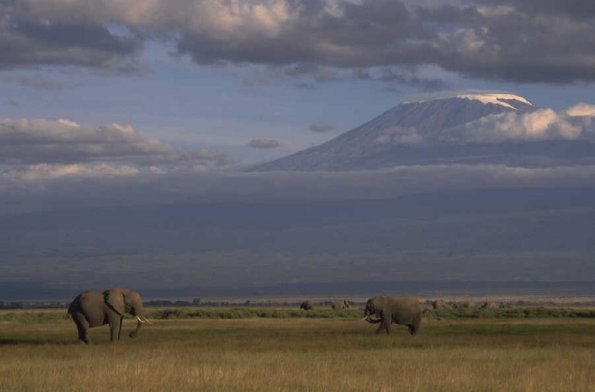 Scenic-elephants