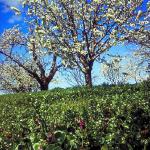 Scenic-flowersbytree