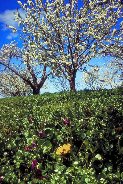 Scenic-flowersbytree