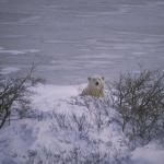 Scenic-polarbear