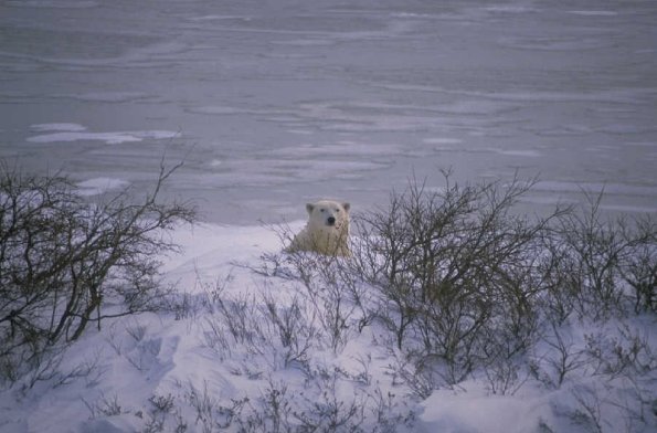 Scenic-polarbear