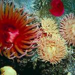 Sea creature