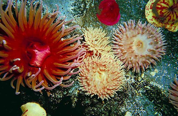 Sea creature