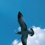 Seagull against blue sky uid 1276966