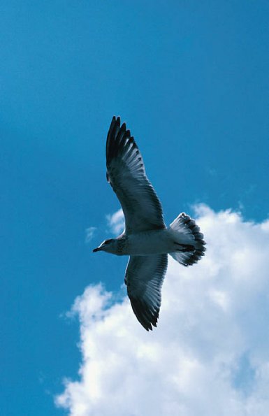 Seagull against blue sky uid 1276966