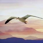 Seagull flying through mist